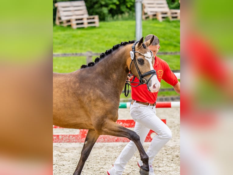 German Riding Pony Mare 3 years 14 hh Buckskin in Ratingen