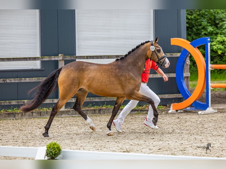 German Riding Pony Mare 3 years 14 hh Buckskin in Ratingen