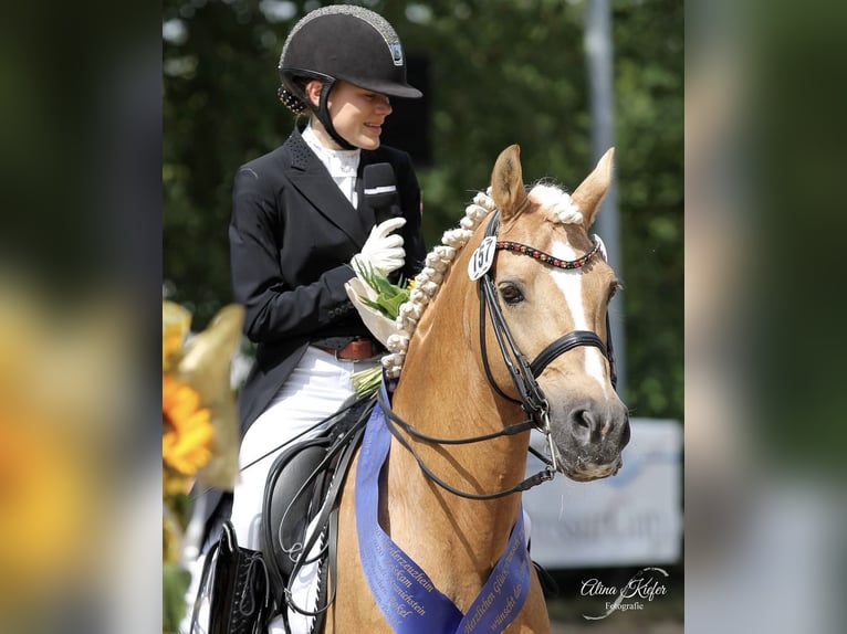 German Riding Pony Mare 3 years 14 hh Chestnut in Deinste