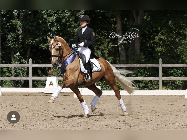 German Riding Pony Mare 3 years 14 hh Chestnut in Deinste