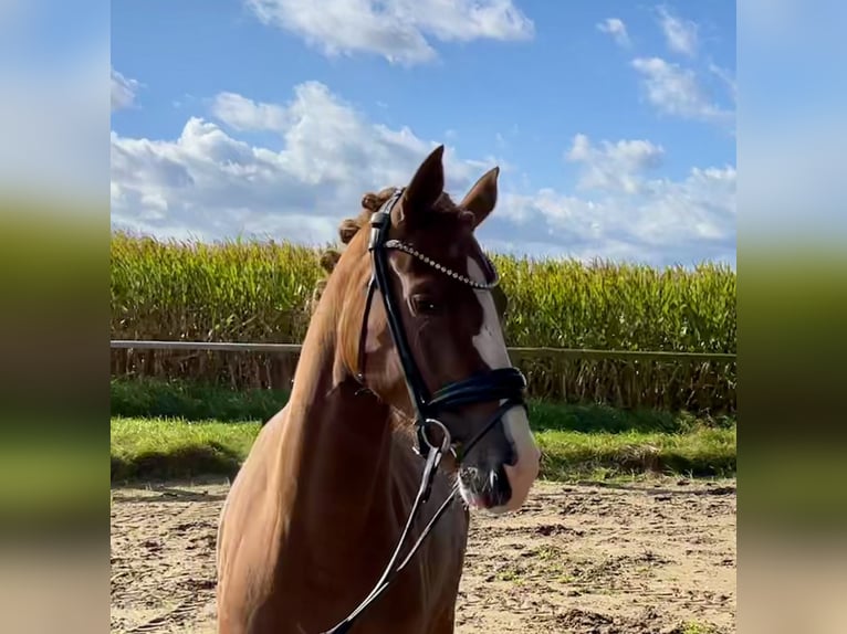 German Riding Pony Mare 3 years 14 hh Chestnut-Red in Neuenkirchen-Vörden