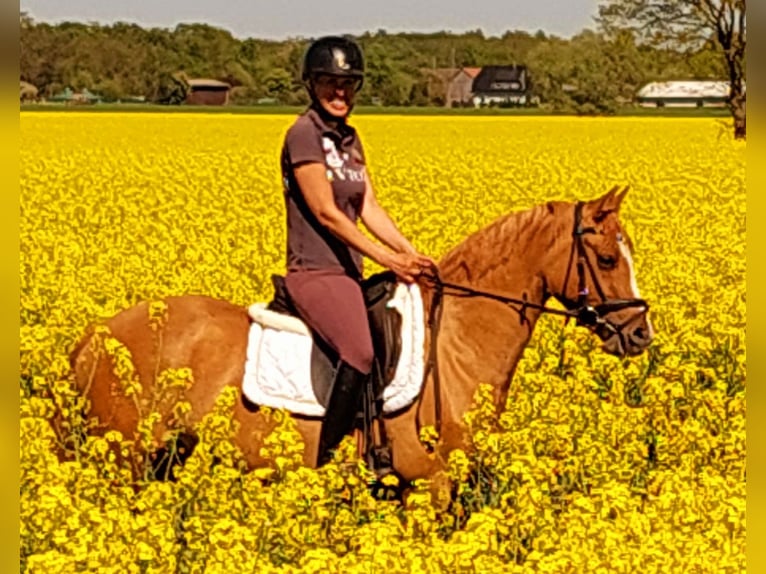 German Riding Pony Mare 3 years 14 hh Chestnut-Red in Velpke