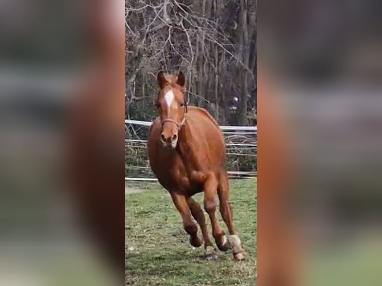 German Riding Pony Mare 3 years 14 hh Chestnut-Red in Ritterhude