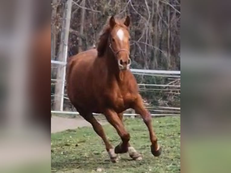 German Riding Pony Mare 3 years 14 hh Chestnut-Red in Ritterhude