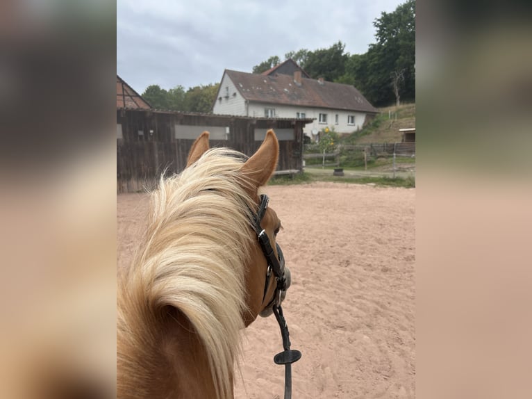 German Riding Pony Mix Mare 3 years 14 hh Chestnut-Red in Burghaun