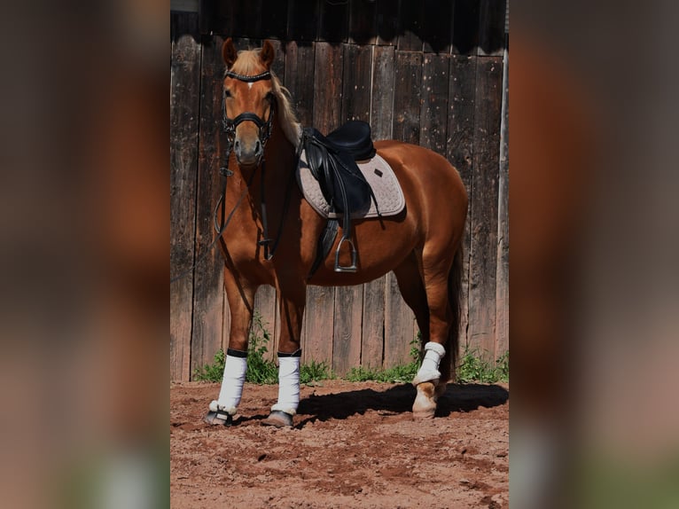 German Riding Pony Mix Mare 3 years 14 hh Chestnut-Red in Burghaun German Riding Pony Mix Mare 3 years 14 hh Chestnut-Red in Burghaun