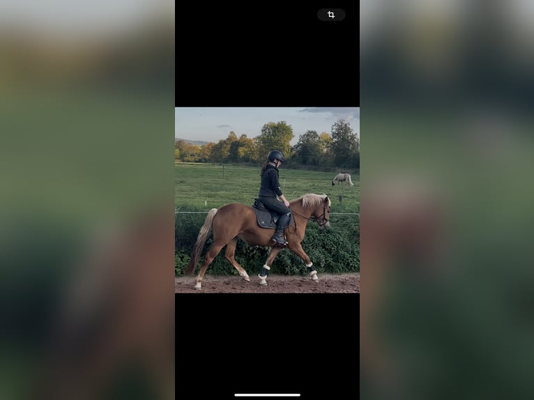 German Riding Pony Mix Mare 3 years 14 hh Chestnut-Red in Burghaun German Riding Pony Mix Mare 3 years 14 hh Chestnut-Red in Burghaun