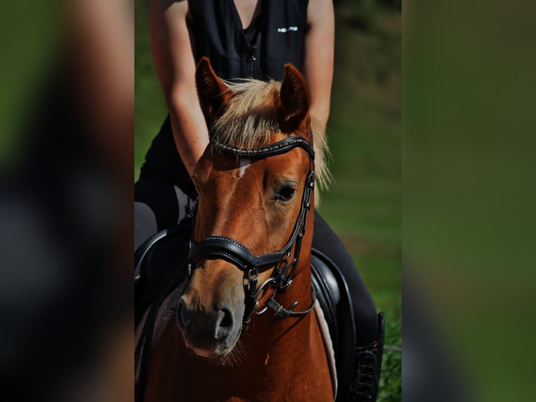 German Riding Pony Mix Mare 3 years 14 hh Chestnut-Red in Burghaun German Riding Pony Mix Mare 3 years 14 hh Chestnut-Red in Burghaun