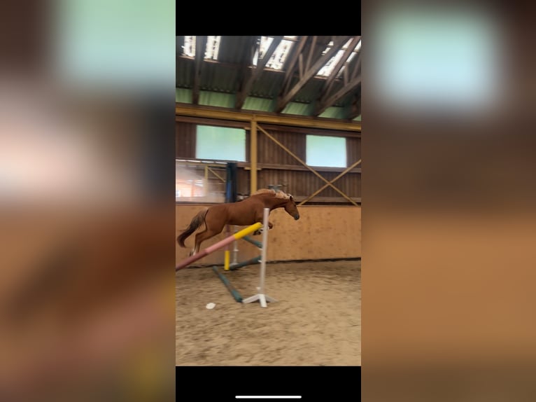 German Riding Pony Mix Mare 3 years 14 hh Chestnut-Red in Burghaun German Riding Pony Mix Mare 3 years 14 hh Chestnut-Red in Burghaun