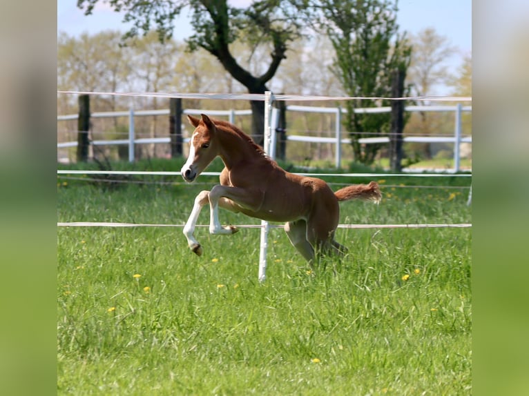 German Riding Pony Mare 3 years 14 hh Chestnut-Red in Nottuln