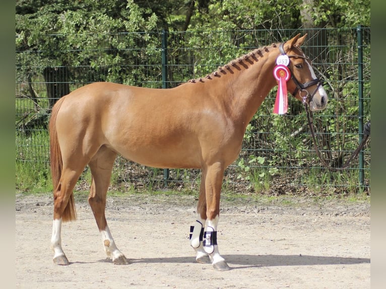 German Riding Pony Mare 3 years 14 hh Chestnut-Red in Nottuln