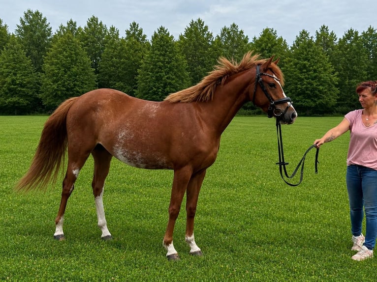 German Riding Pony Mare 3 years 14 hh Chestnut-Red in Treuenbrietzen