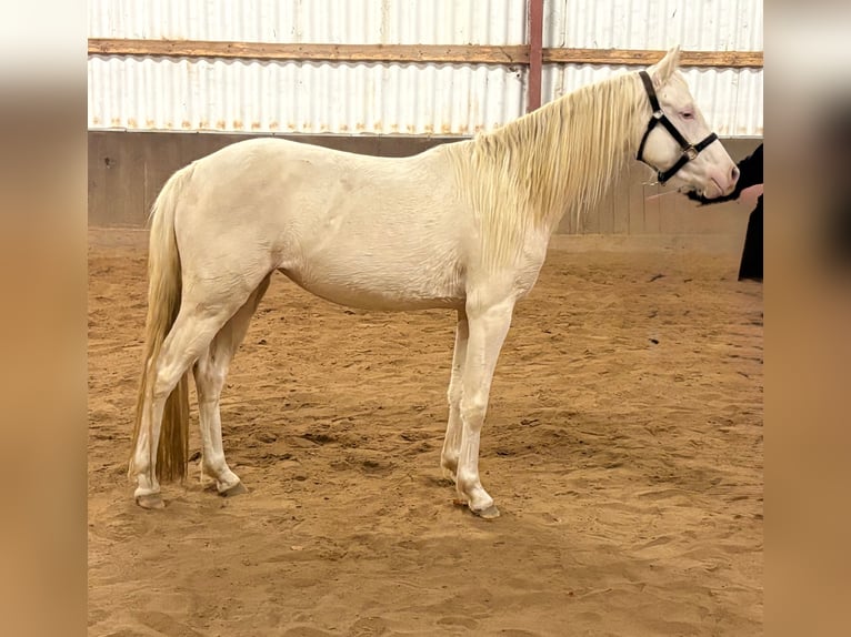 German Riding Pony Mare 3 years 14 hh Cremello in Wehretal