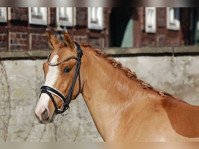 German Riding Pony Mare 3 years 14 hh Dun in Neuenkirchen