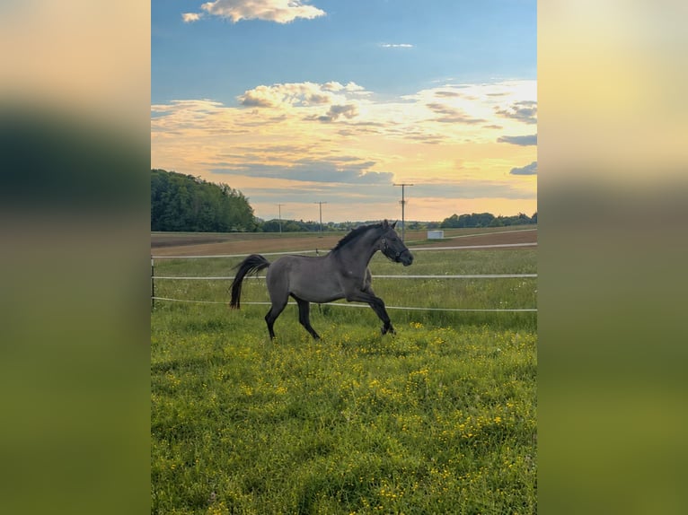 German Riding Pony Mare 3 years 14 hh Dun in Wolferstadt