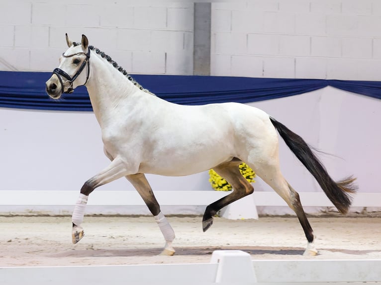 German Riding Pony Mare 3 years 14 hh Dun in Marsberg