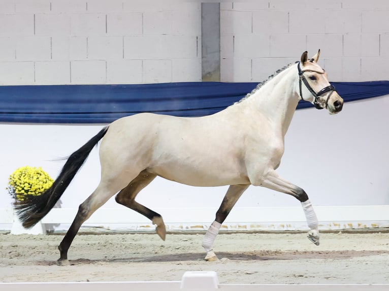 German Riding Pony Mare 3 years 14 hh Dun in Marsberg