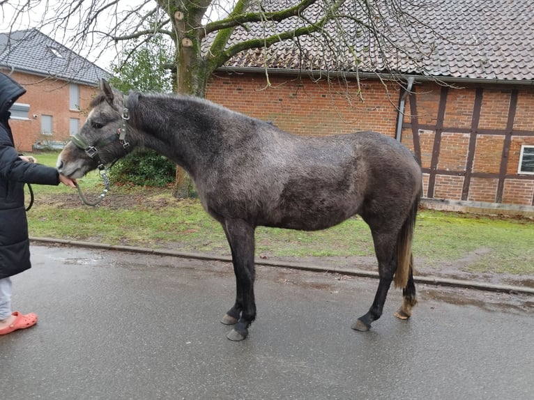 German Riding Pony Mare 3 years 14 hh Gray in Tülau