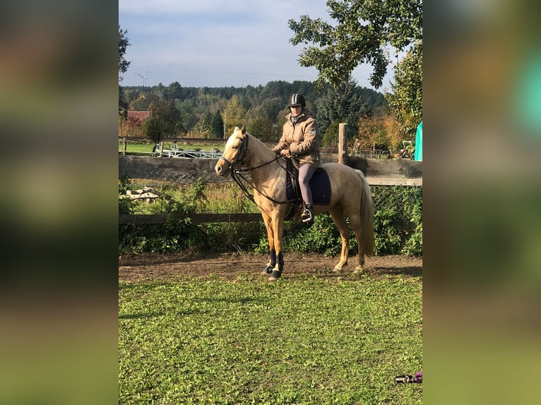 German Riding Pony Mare 3 years 14 hh Palomino in Guben