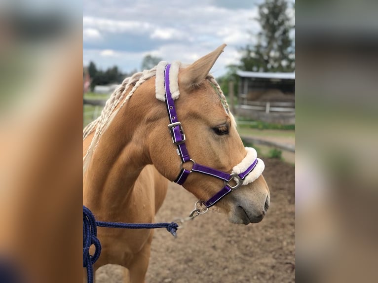 German Riding Pony Mare 3 years 14 hh Palomino in Guben