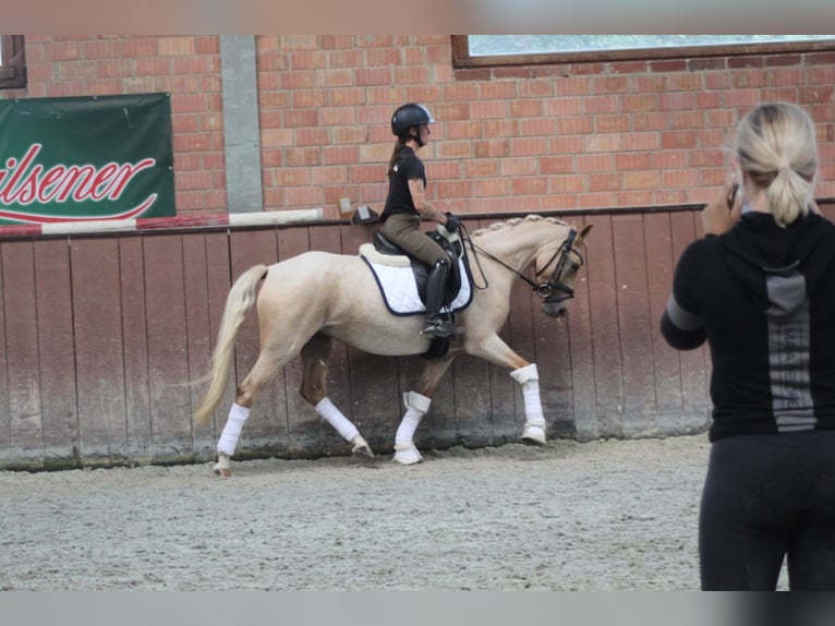 German Riding Pony Mare 3 years 14 hh Palomino in Lindhorst Lindhorst