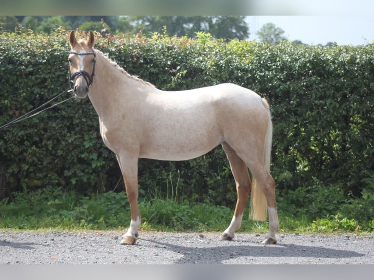 German Riding Pony Mare 3 years 14 hh Palomino in Lindhorst Lindhorst