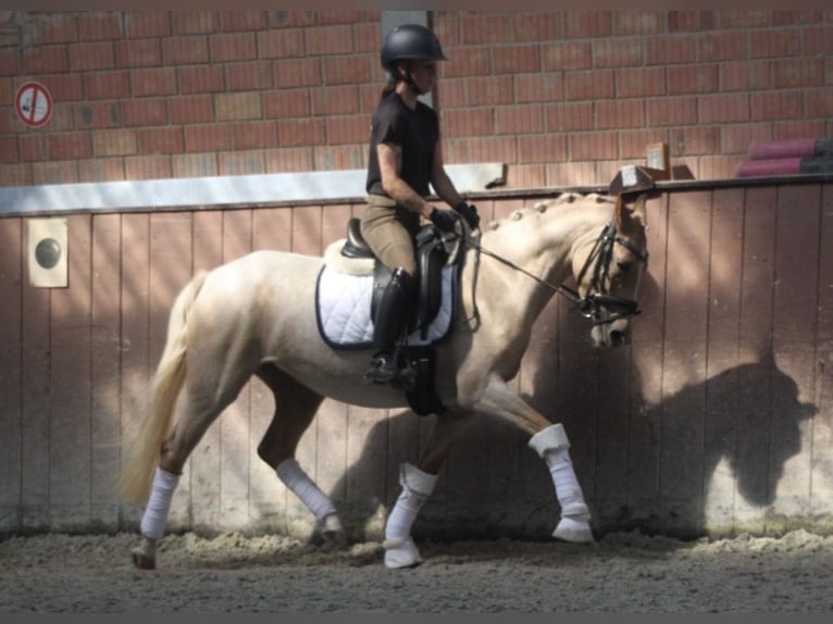 German Riding Pony Mare 3 years 14 hh Palomino in Lindhorst Lindhorst