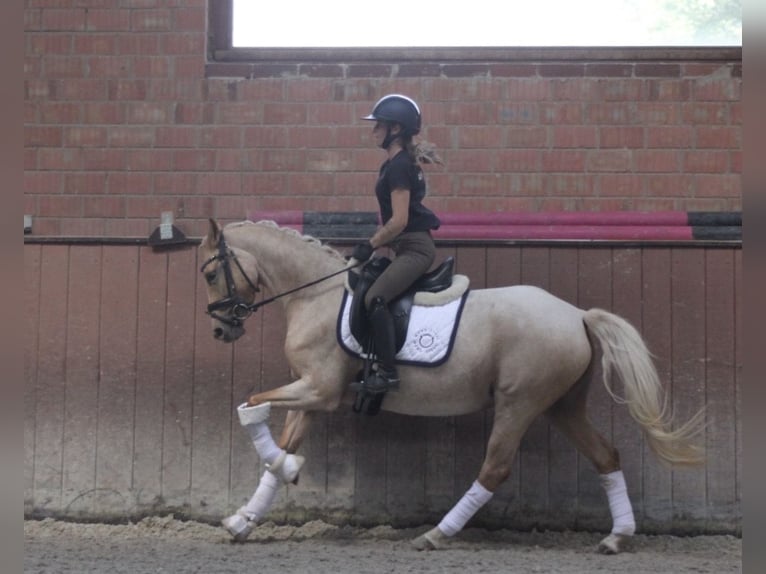German Riding Pony Mare 3 years 14 hh Palomino in Lindhorst Lindhorst