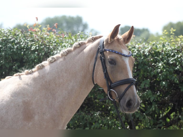 German Riding Pony Mare 3 years 14 hh Palomino in Lindhorst Lindhorst