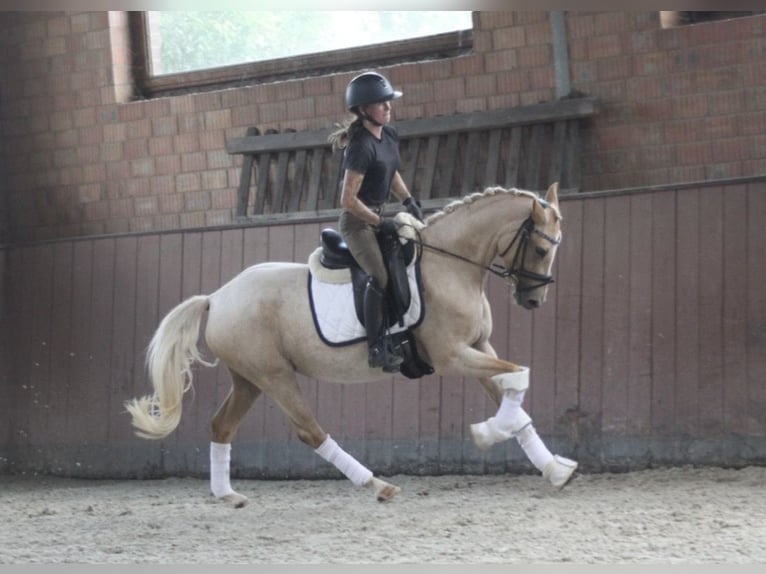 German Riding Pony Mare 3 years 14 hh Palomino in Lindhorst Lindhorst