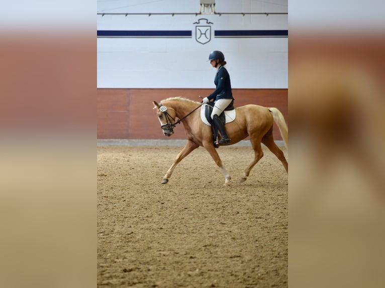 German Riding Pony Mare 3 years 14 hh Palomino in Stakendorf