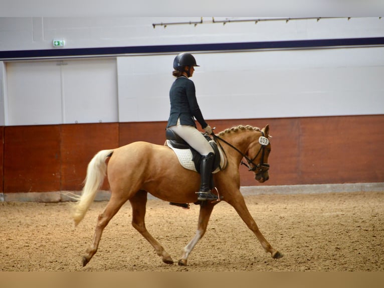 German Riding Pony Mare 3 years 14 hh Palomino in Stakendorf