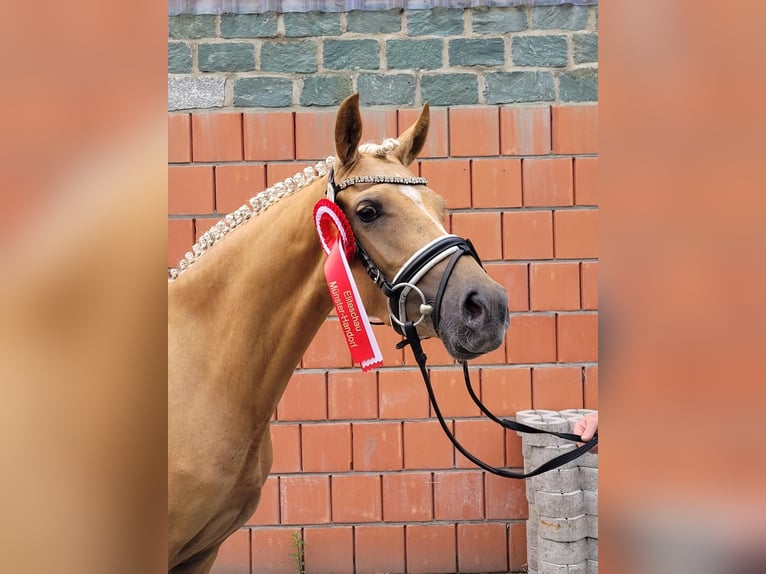 German Riding Pony Mare 3 years 14 hh Palomino in Welver