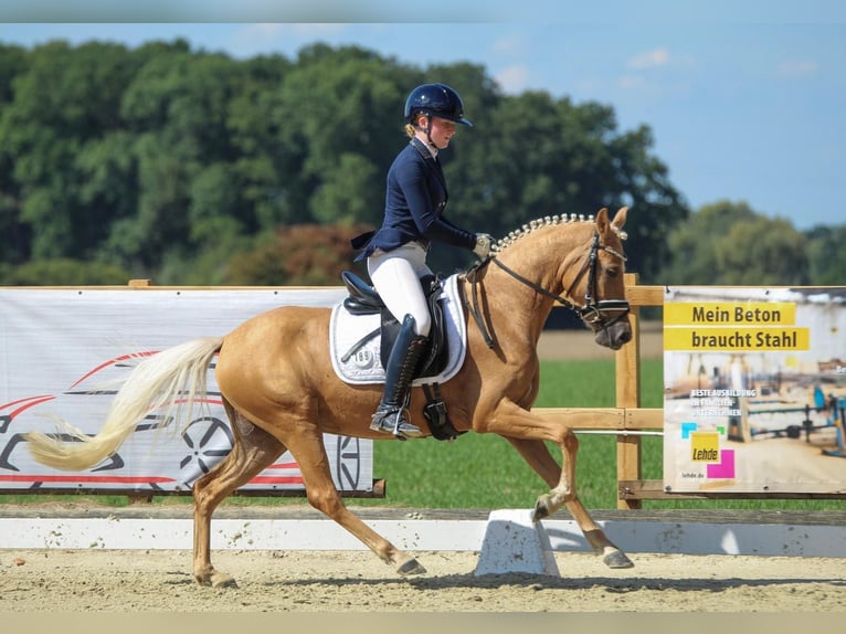 German Riding Pony Mare 3 years 14 hh Palomino in Welver