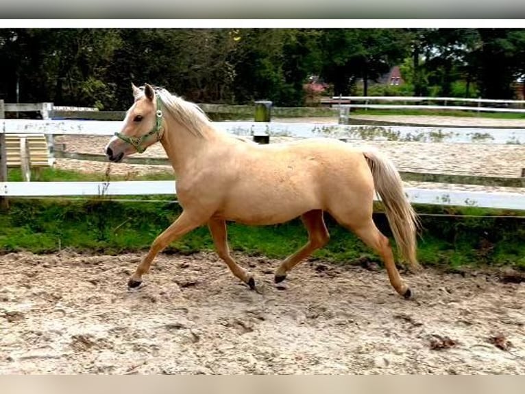 German Riding Pony Mare 3 years 14 hh Palomino in Wittmund