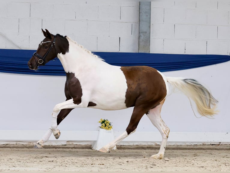 German Riding Pony Mare 3 years 14 hh Pinto in Marsberg
