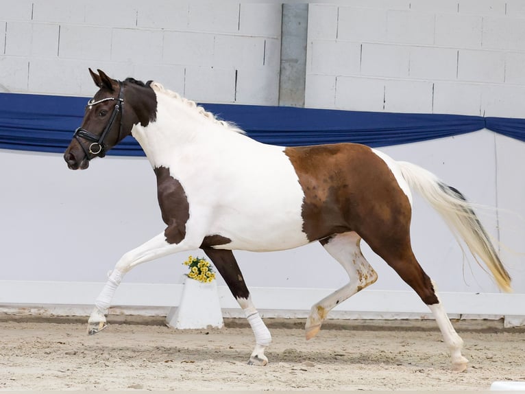 German Riding Pony Mare 3 years 14 hh Pinto in Marsberg