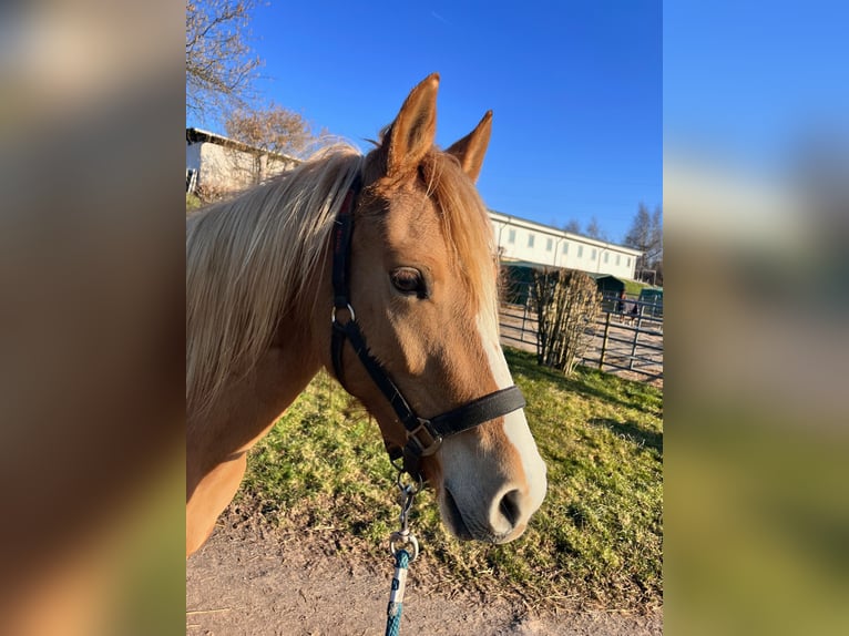 German Riding Pony Mare 3 years 14 hh Red Dun in Burscheid