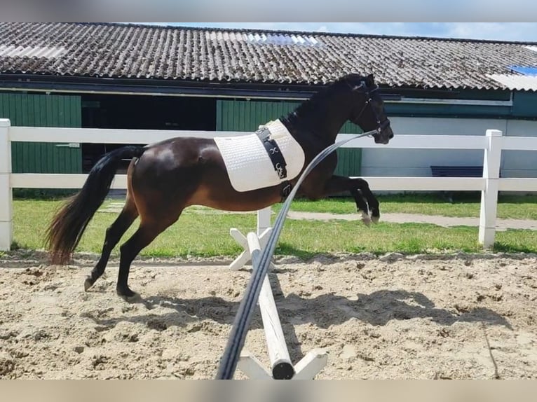 German Riding Pony Mare 3 years 14 hh Smoky-Black in Selm