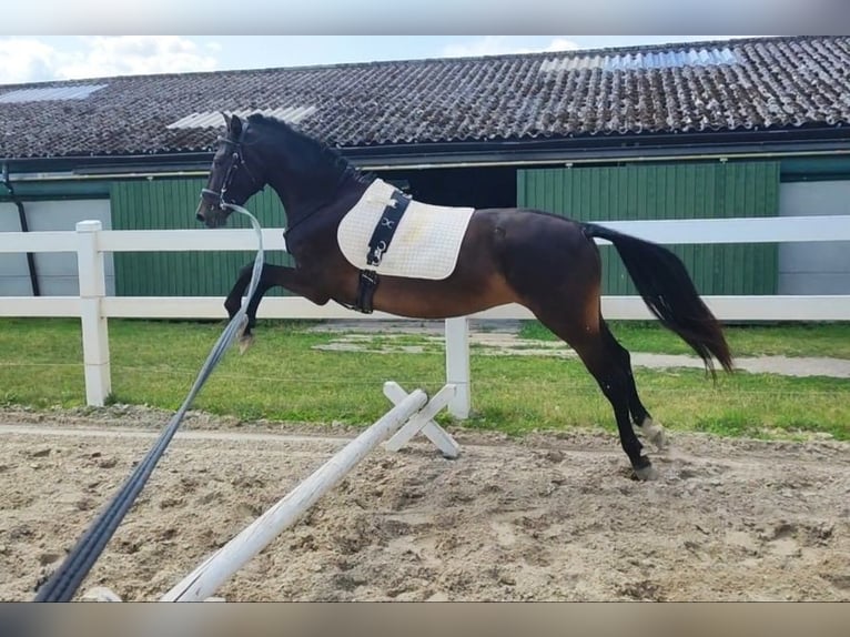 German Riding Pony Mare 3 years 14 hh Smoky-Black in Selm