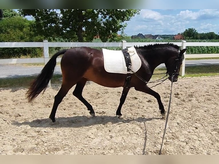German Riding Pony Mare 3 years 14 hh Smoky-Black in Selm