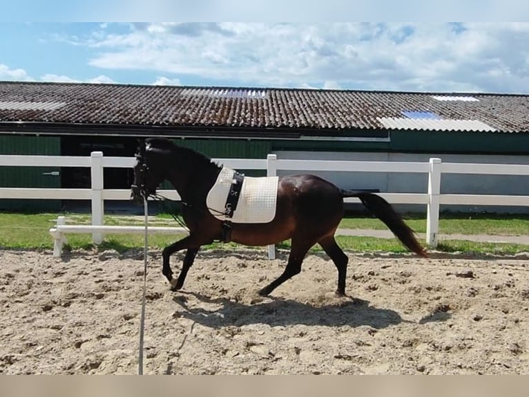 German Riding Pony Mare 3 years 14 hh Smoky-Black in Selm