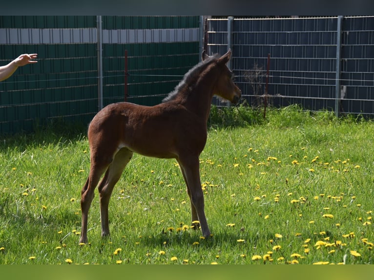German Riding Pony Mare 3 years 14,1 hh Bay-Dark in Wegeleben