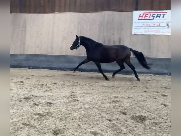 German Riding Pony Mare 3 years 14,1 hh Bay-Dark in Wegeleben