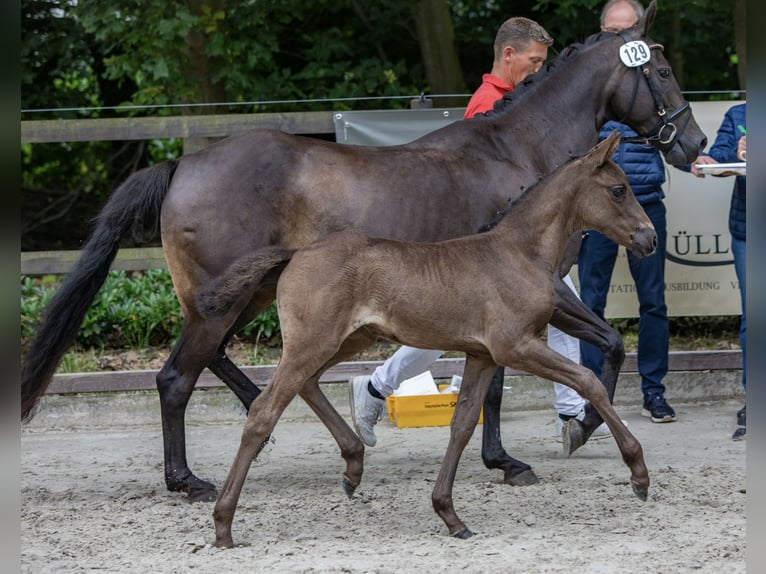German Riding Pony Mare 3 years 14,1 hh Black in Alfhausen