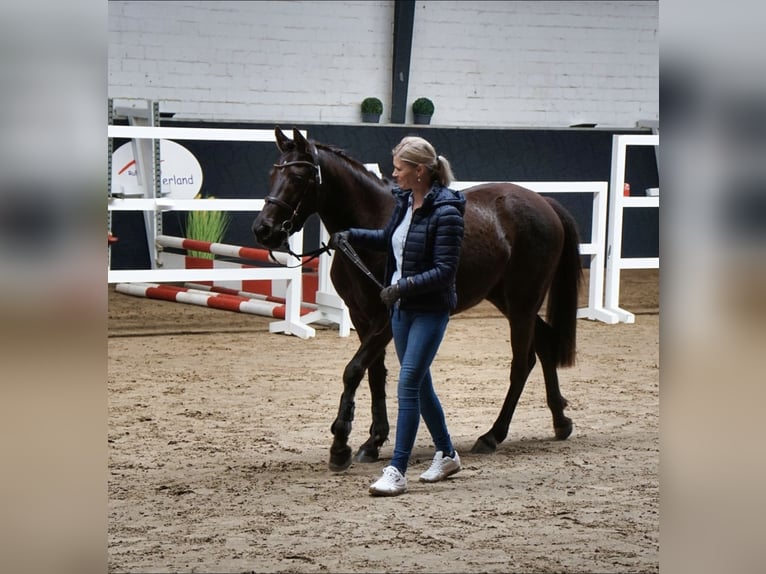 German Riding Pony Mare 3 years 14,1 hh Black in Saterland