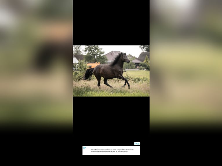 German Riding Pony Mare 3 years 14,1 hh Black in Buxtehude