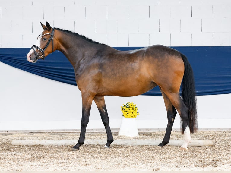 German Riding Pony Mare 3 years 14,1 hh Brown in Marsberg