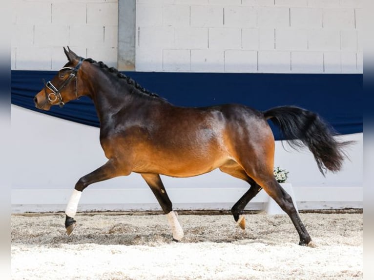German Riding Pony Mare 3 years 14,1 hh Brown in Marsberg