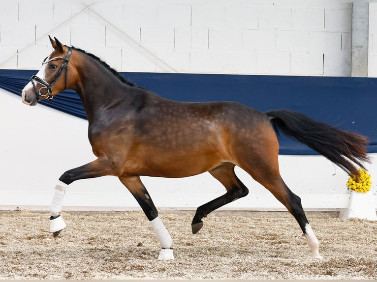 German Riding Pony Mare 3 years 14,1 hh Brown in Marsberg